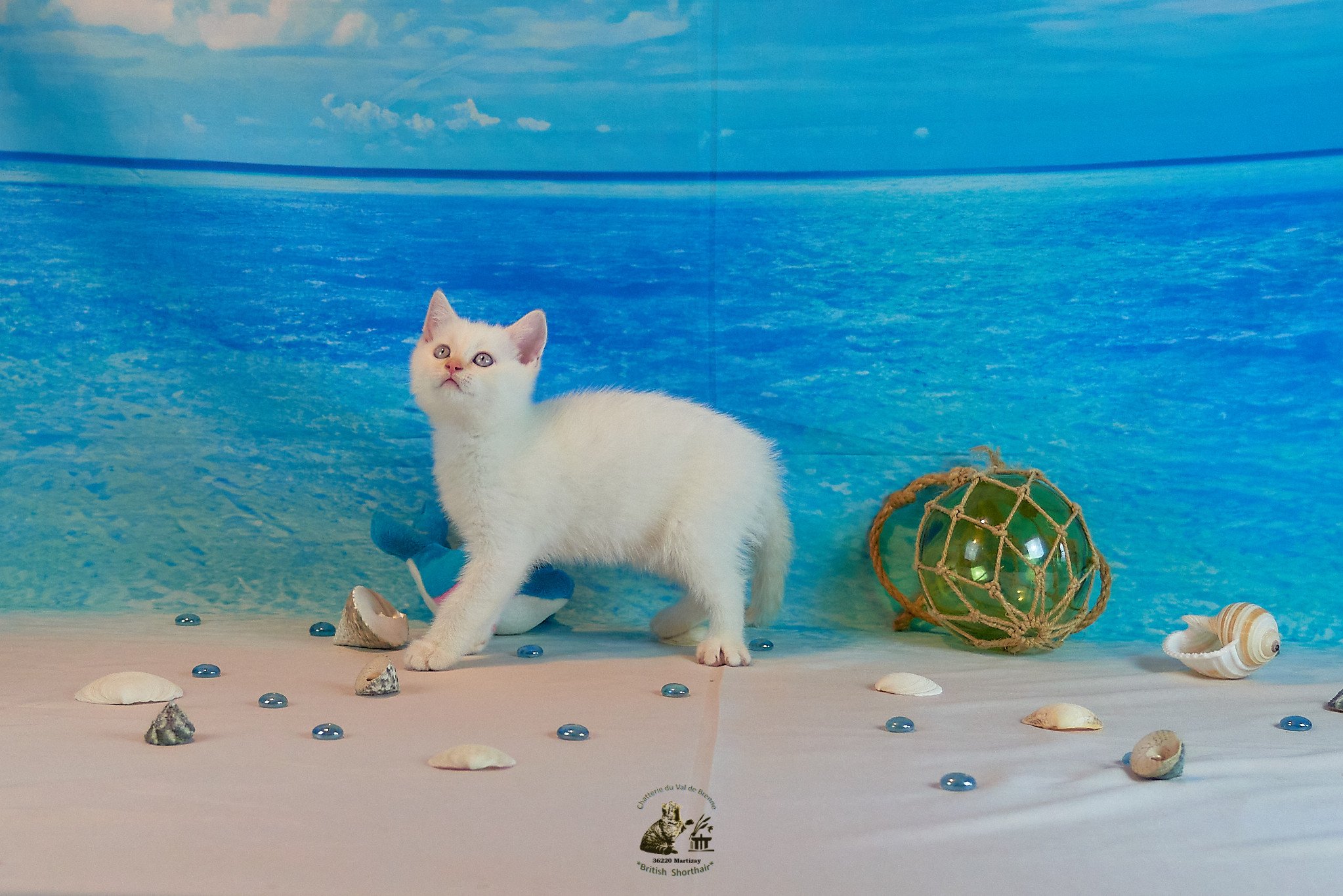 chaton British Shorthair red tabby point Urgal Chatterie du Val de Brenne