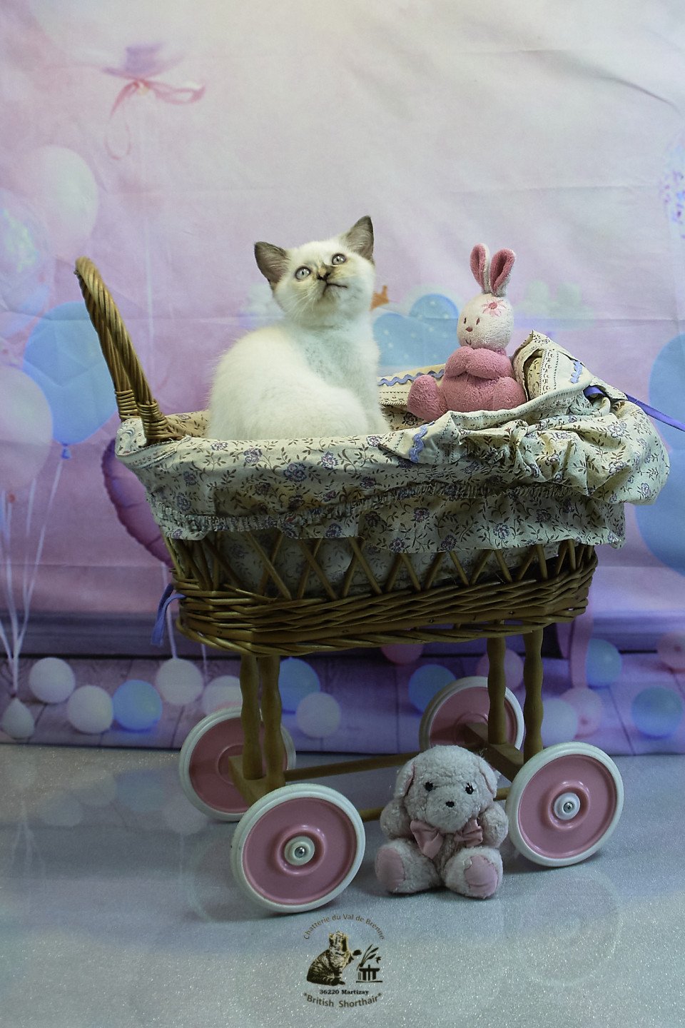 chaton British Shorthair chocolate tortie point Umi Chatterie du Val de Brenne