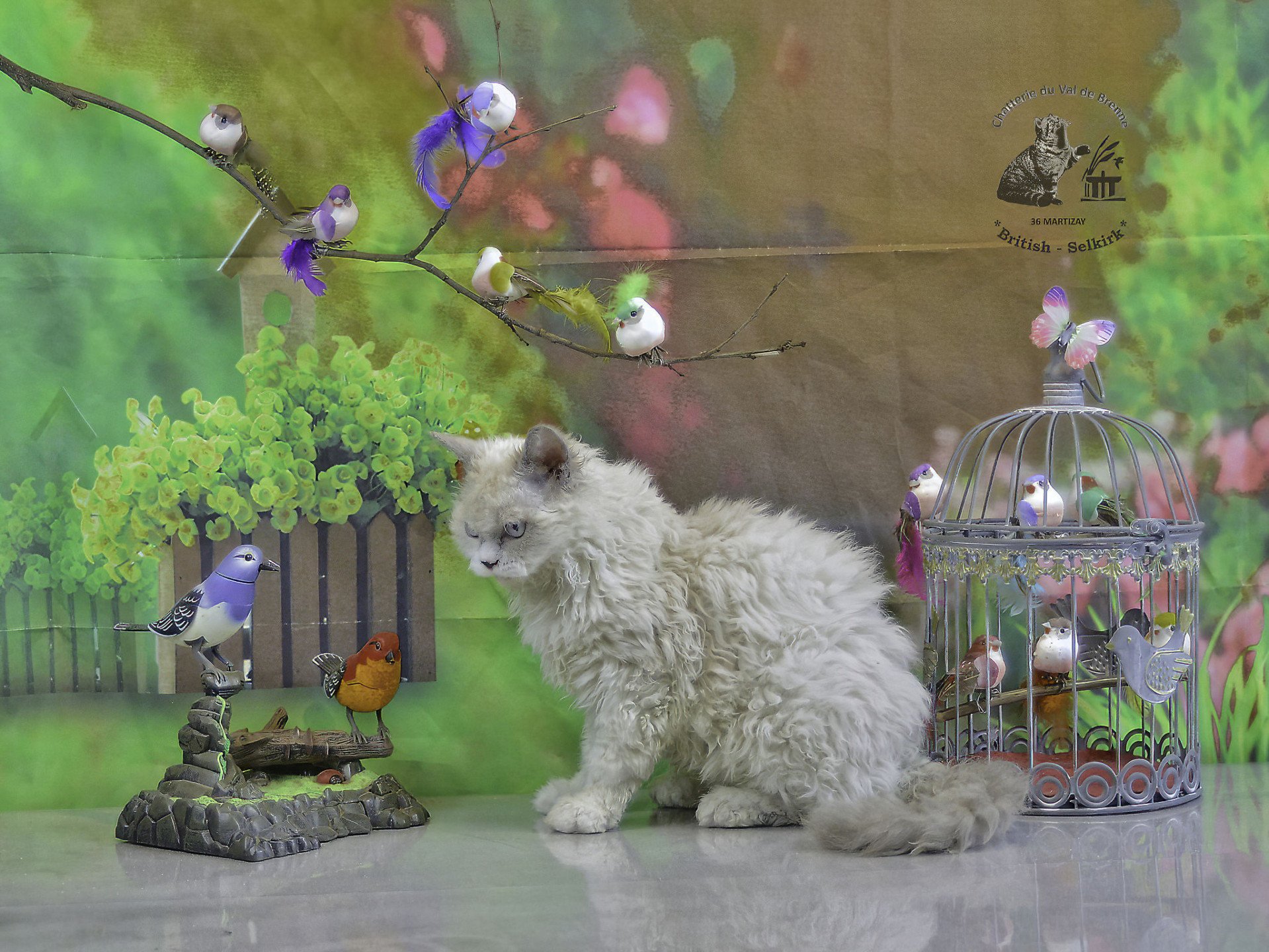 chat Selkirk Rex Longhair blue point & blanc Umi Chatterie du Val de Brenne