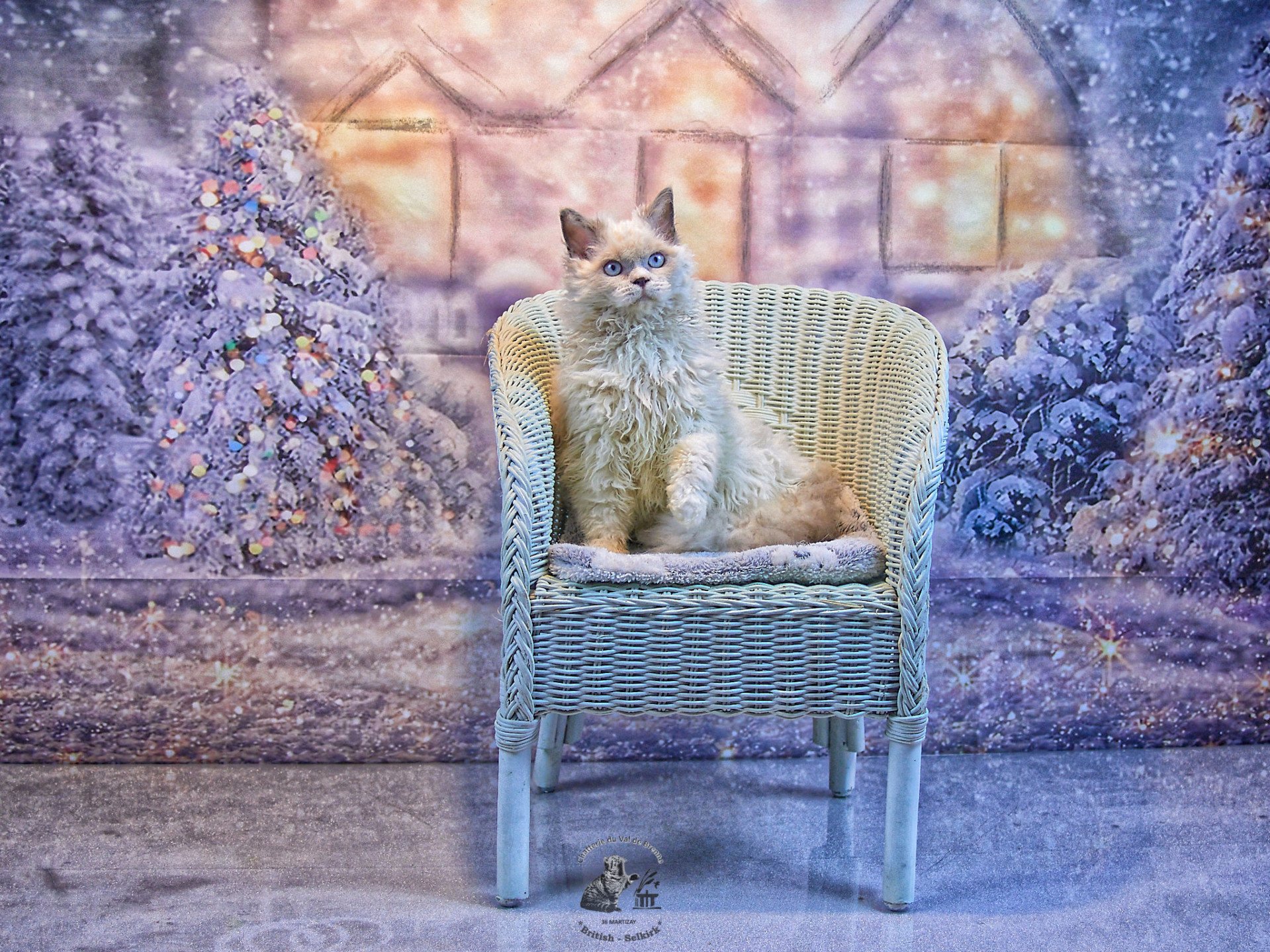 chat Selkirk Rex Longhair blue point & blanc Umi Chatterie du Val de Brenne