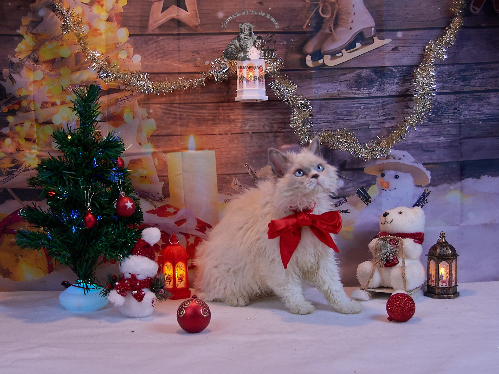 chat Selkirk Rex Longhair blue point & blanc Umi Chatterie du Val de Brenne