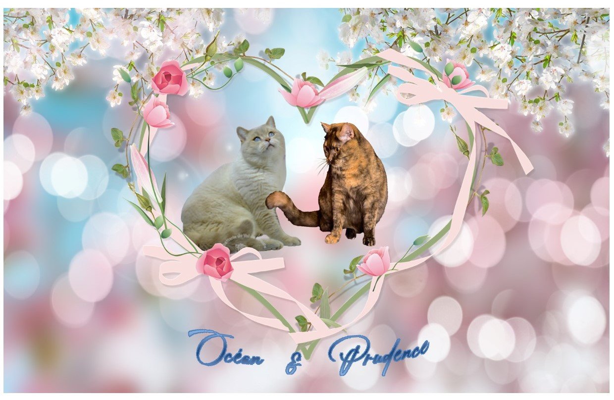 o et p