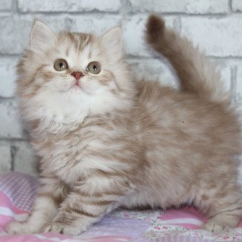 chat British Longhair cinnamon silver mackerel tabby Tan pi pou toa Chatterie du Val de Brenne