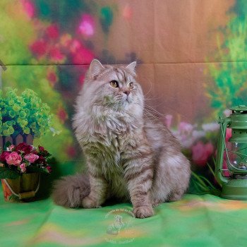 #britishlonghair ; chat British Longhair cinnamon silver mackerel tabby Tanpi pou toa Chatterie du Val de Brenne