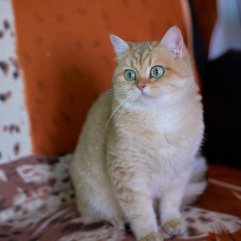 Afrodita' Femelle British Shorthair