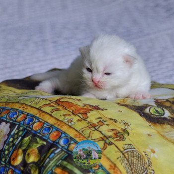 chaton British Shorthair & blanc Alaska Chatterie du Val de Brenne chaton British Shorthair & blanc Alaska Chatterie du Val de Brenne