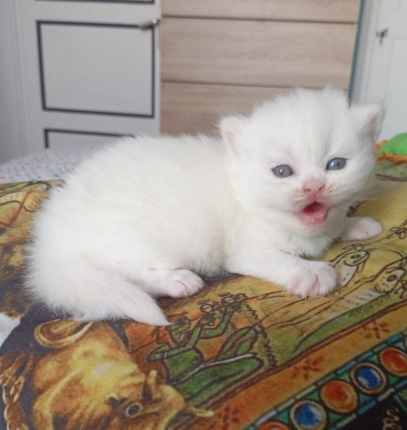 Alaska Du Val de Brenne Femelle British Longhair