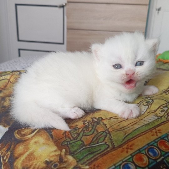Alaska Du Val de Brenne Femelle British Longhair
