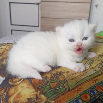 chaton British Longhair white Alaska Chatterie du Val de Brenne chaton British Longhair white Alaska Chatterie du Val de Brenne