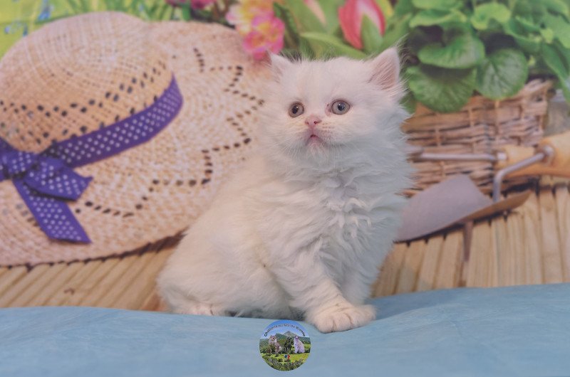 Alaska Du Val de Brenne Femelle British Longhair