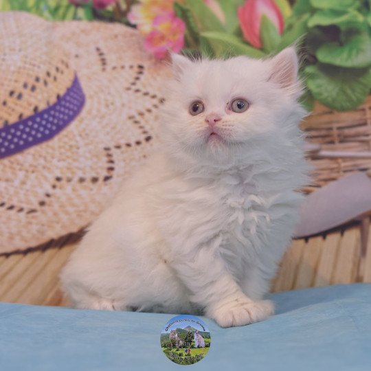 Alaska Du Val de Brenne Femelle British Longhair