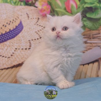 chaton British Longhair white Alaska Chatterie du Val de Brenne chaton British Longhair white Alaska Chatterie du Val de Brenne