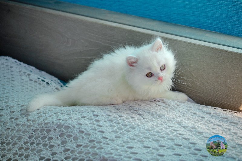 Alaska Du Val de Brenne Femelle British Longhair