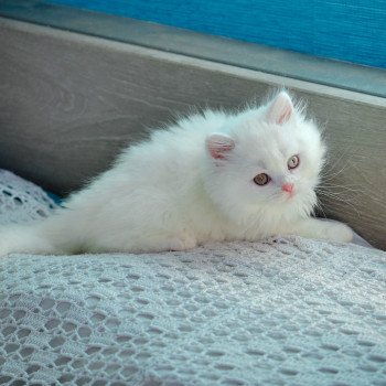chaton British Longhair white Alaska Chatterie du Val de Brenne