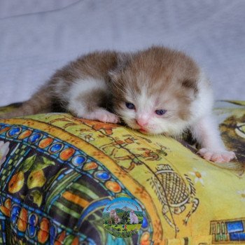 chaton British Shorthair cinnamon smoke & blanc Arow Chatterie du Val de Brenne chaton British Shorthair cinnamon smoke & blanc Arow Chatterie du Val de Brenne