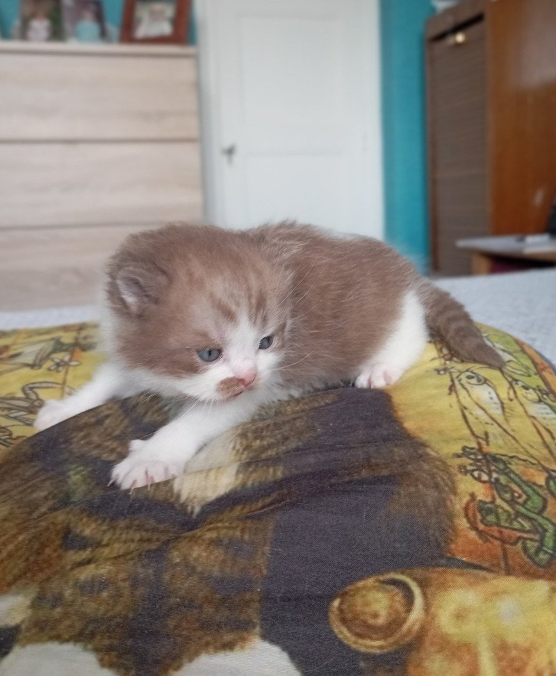 Arow Du Val de Brenne Mâle British Longhair