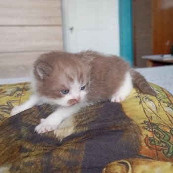 chaton British Longhair cinnamon smoke bicolor Arow Chatterie du Val de Brenne chaton British Longhair cinnamon smoke bicolor Arow Chatterie du Val de Brenne