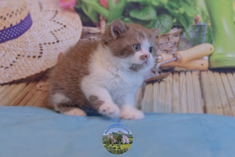 Arow Du Val de Brenne Mâle British Shorthair