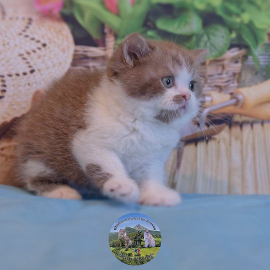 Arow Du Val de Brenne Mâle British Shorthair