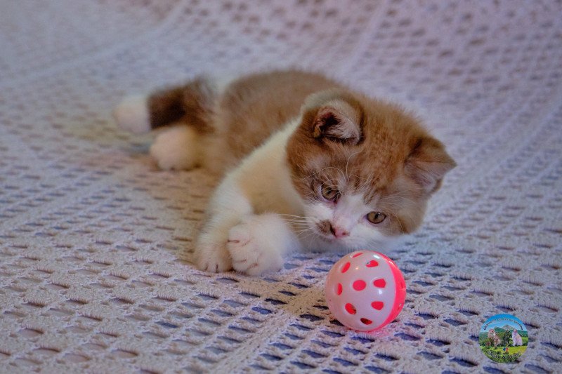 Arrow Du Val de Brenne Mâle British Shorthair