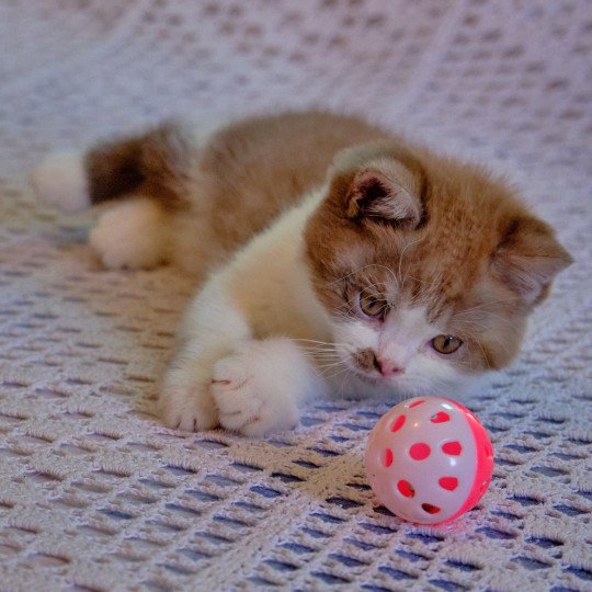 Arrow Du Val de Brenne Mâle British Shorthair