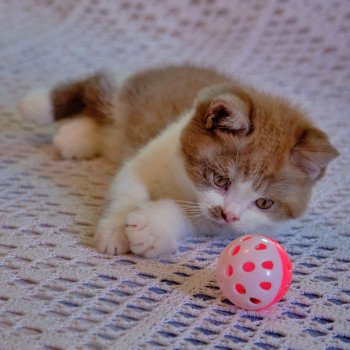 chaton British Shorthair cinnamon smoke bicolor Arow Chatterie du Val de Brenne
