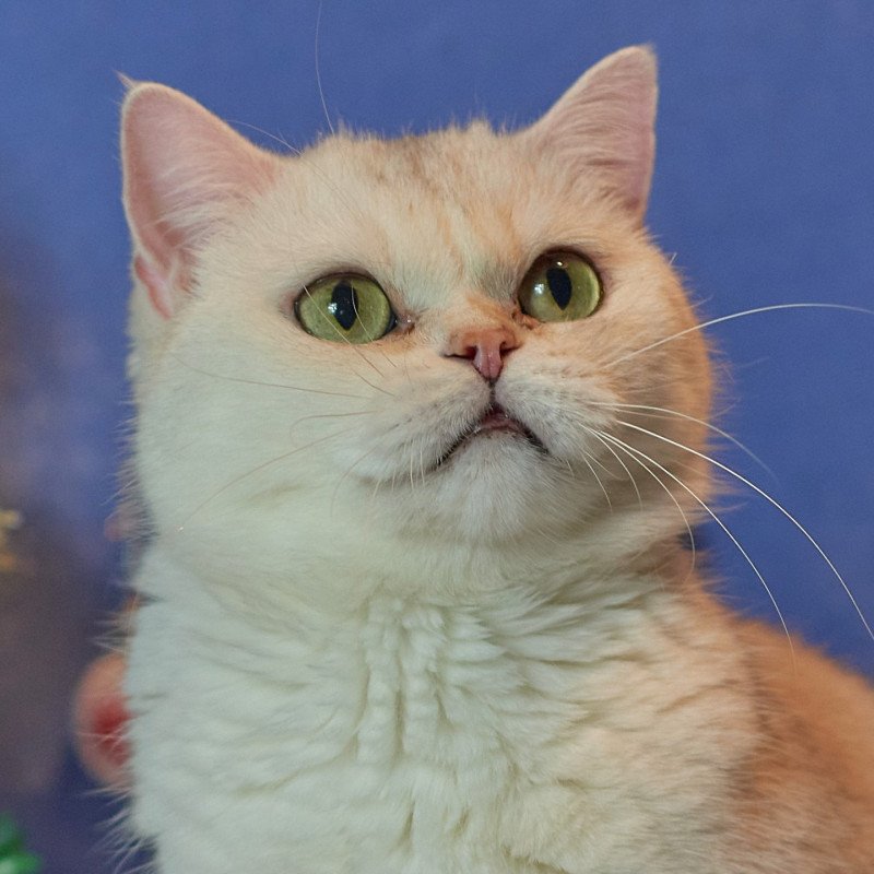 Miss Mary du cèdre enchanté Femelle British Shorthair