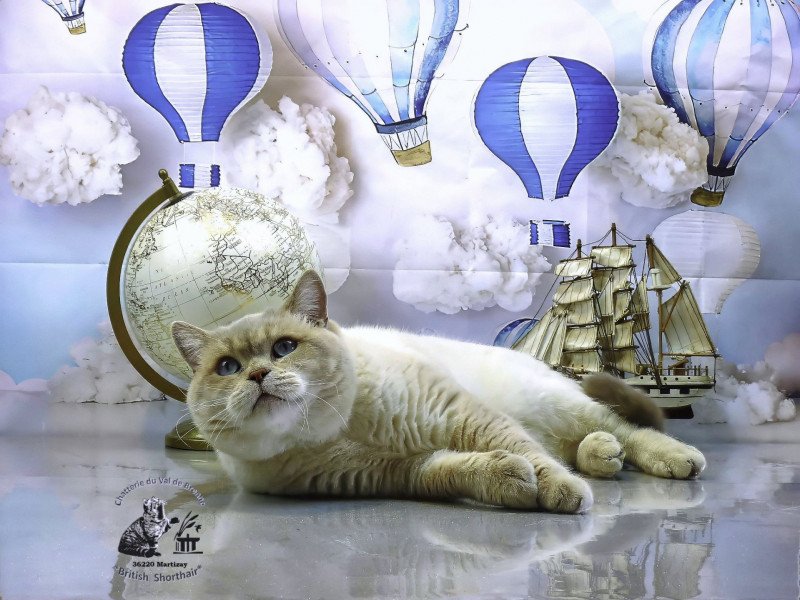 Océan des Iscles Mâle British Shorthair Océan des Iscles Mâle British Shorthair