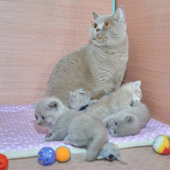 chat British Shorthair fawn Odyssée Chatterie du Val de Brenne