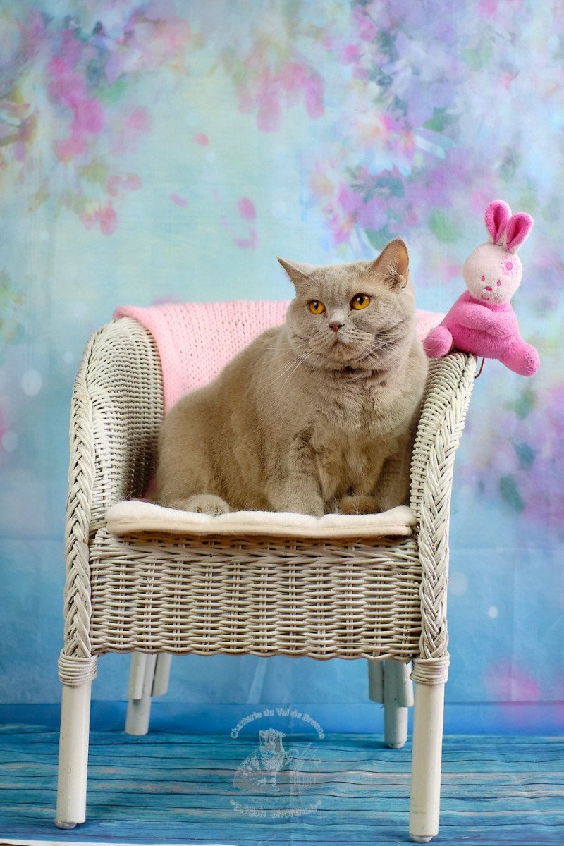 Odyssée Femelle British Shorthair Odyssée Femelle British Shorthair
