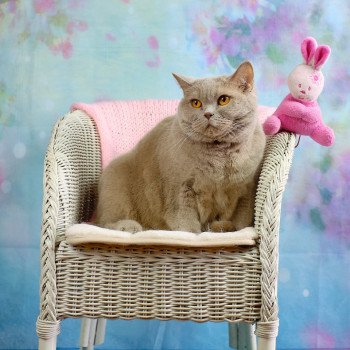 chat British Shorthair fawn Odyssée Chatterie du Val de Brenne chat British Shorthair fawn Odyssée Chatterie du Val de Brenne