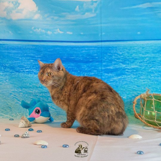 Prudence des Infiny Cheshire Femelle British Shorthair