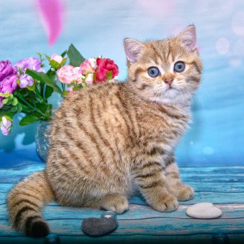 chaton British Shorthair black golden shaded Safran Chatterie du Val de Brenne chaton British Shorthair black golden shaded Safran Chatterie du Val de Brenne