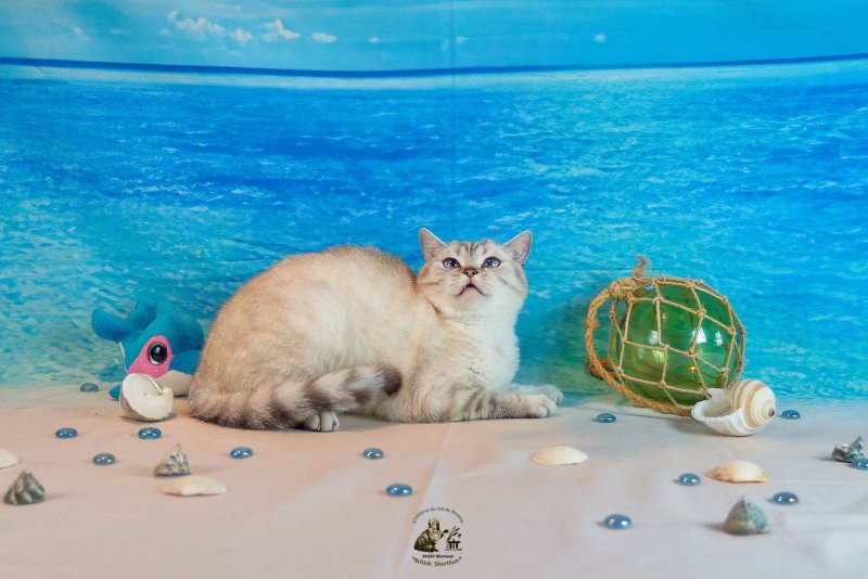Saphir Du Val de Brenne Femelle British Shorthair Saphir Du Val de Brenne Femelle British Shorthair