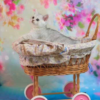 chaton British Shorthair black silver shaded S'Pacha Chatterie du Val de Brenne chaton British Shorthair black silver shaded S'Pacha Chatterie du Val de Brenne