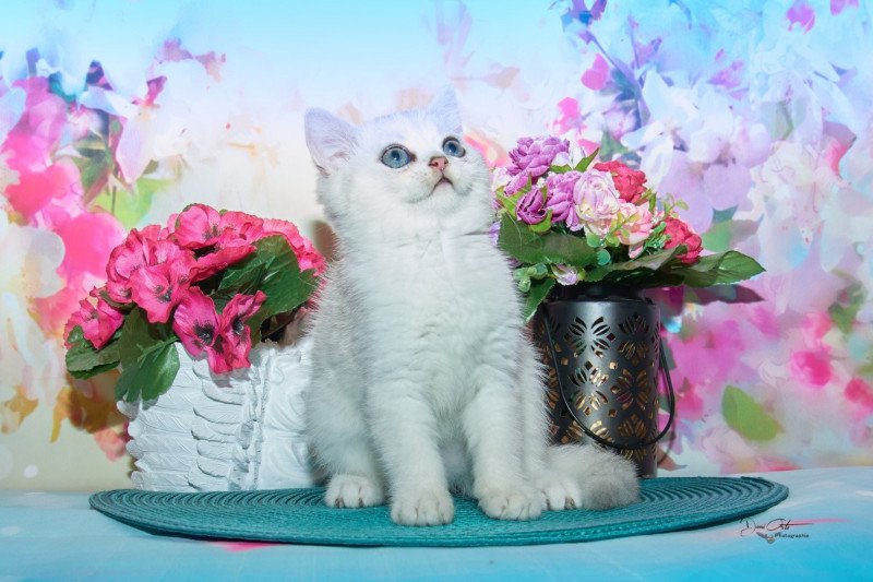 Silver Du Val de Brenne Femelle British Shorthair Silver Du Val de Brenne Femelle British Shorthair