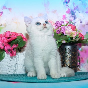 chaton British Shorthair black silver shaded Silver Chatterie du Val de Brenne chaton British Shorthair black silver shaded Silver Chatterie du Val de Brenne