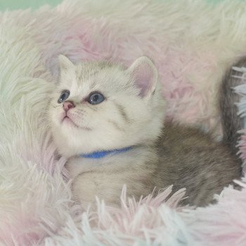 chaton British Shorthair black silver shaded Simba Chatterie du Val de Brenne chaton British Shorthair black silver shaded Simba Chatterie du Val de Brenne