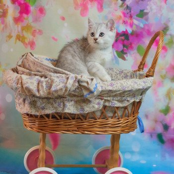 chaton British Shorthair black silver shaded Simba Chatterie du Val de Brenne chaton British Shorthair black silver shaded Simba Chatterie du Val de Brenne