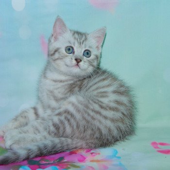 chaton British Shorthair black tortie silver shaded Symphony Chatterie du Val de Brenne