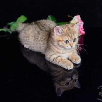 chaton British Shorthair black golden shaded Tania Chatterie du Val de Brenne