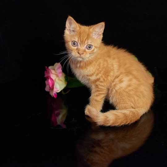 Thor Du Val de Brenne Mâle British Shorthair