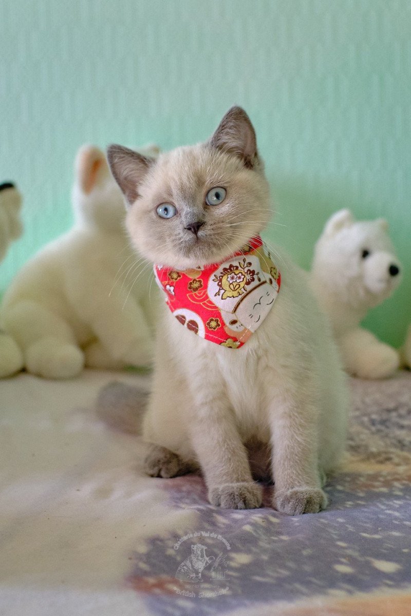 Toundra Du Val de Brenne Femelle British Shorthair