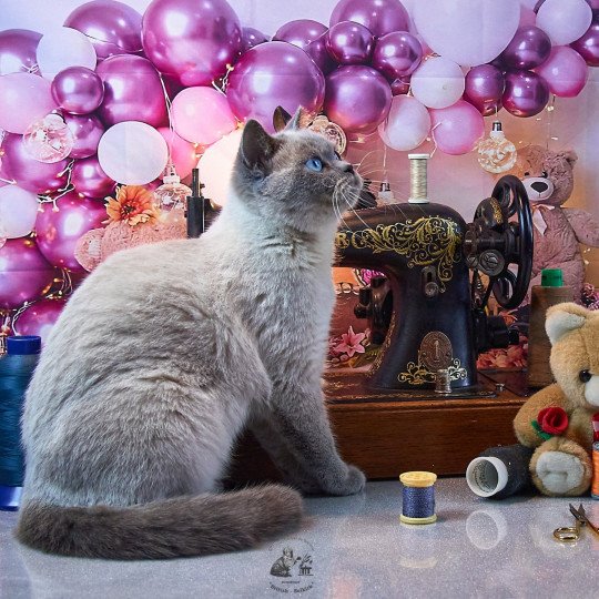 Toundra Du Val de Brenne Femelle British Shorthair