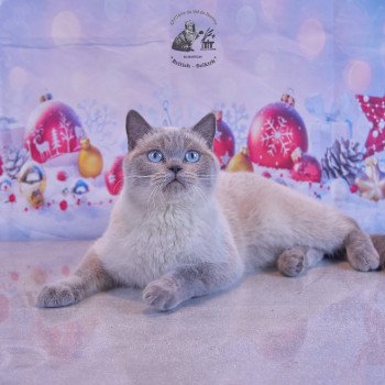 chat British Shorthair blue point Toundra Chatterie du Val de Brenne