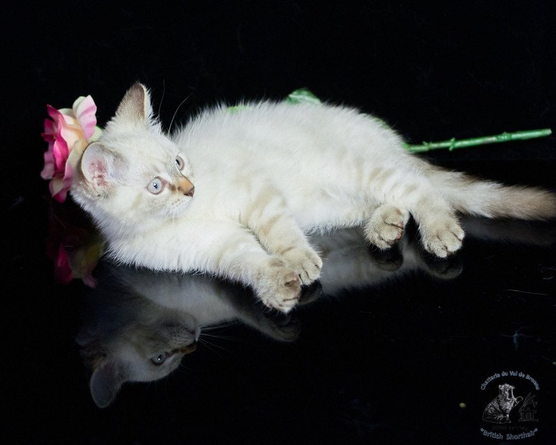 Tom Du Val de Brenne Mâle British Shorthair