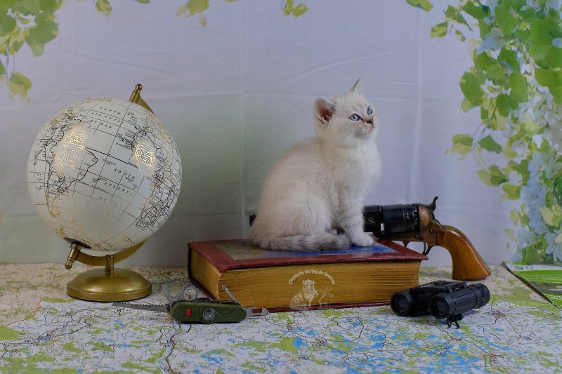 Tweety Du Val de Brenne Femelle British Shorthair