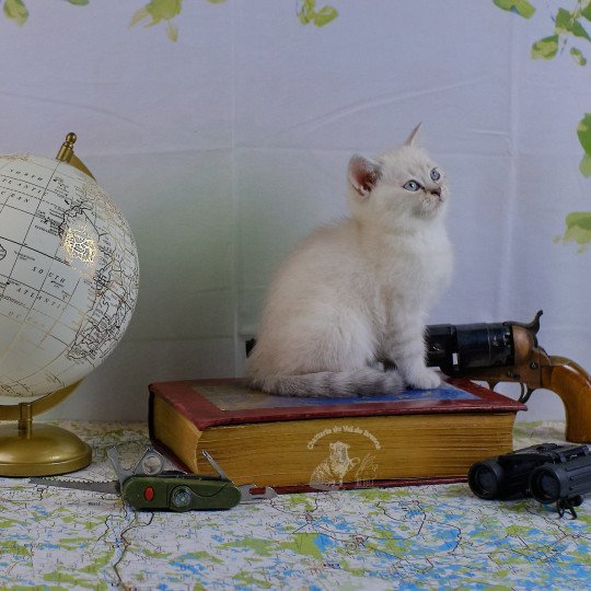 Tweety Du Val de Brenne Femelle British Shorthair