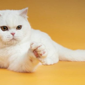 chat British Shorthair white Troïka Chatterie du Val de Brenne