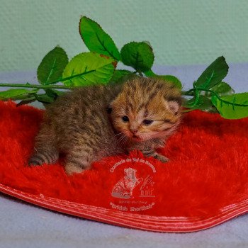 chaton British Shorthair black golden shaded Twilight Chatterie du Val de Brenne chaton British Shorthair black golden shaded Twilight Chatterie du Val de Brenne